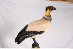 Exotic bird